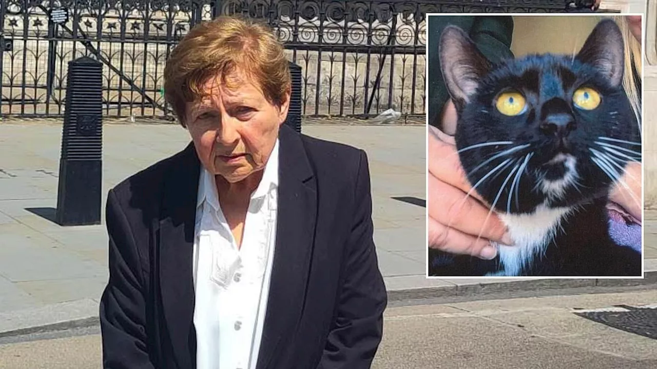 Axe, Assault, and an Injured Cat: The Legal Battle Over Rita