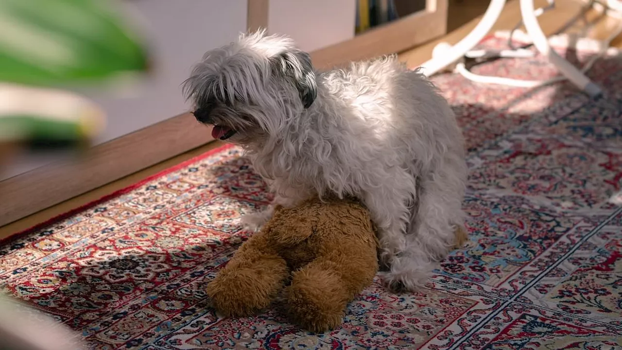 Decoding the Hump: Why Most Canine Mounting Isn't About Sex
