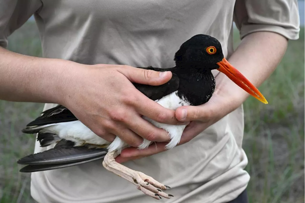 Saving the Shorebirds: The Strategic Recovery of the American Oystercatcher