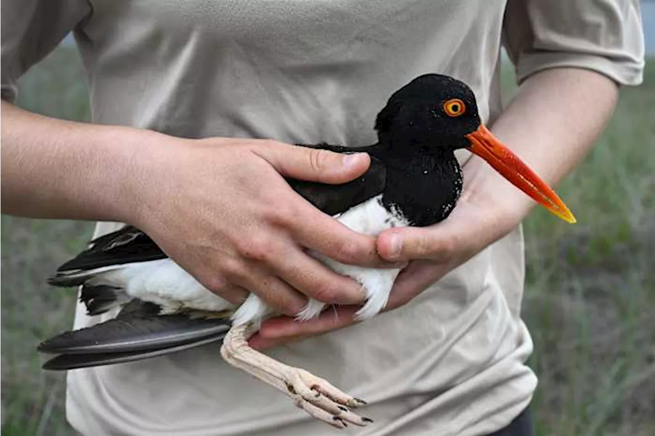 The $10 Million Turnaround: American Oystercatchers Make a Coastal Comeback