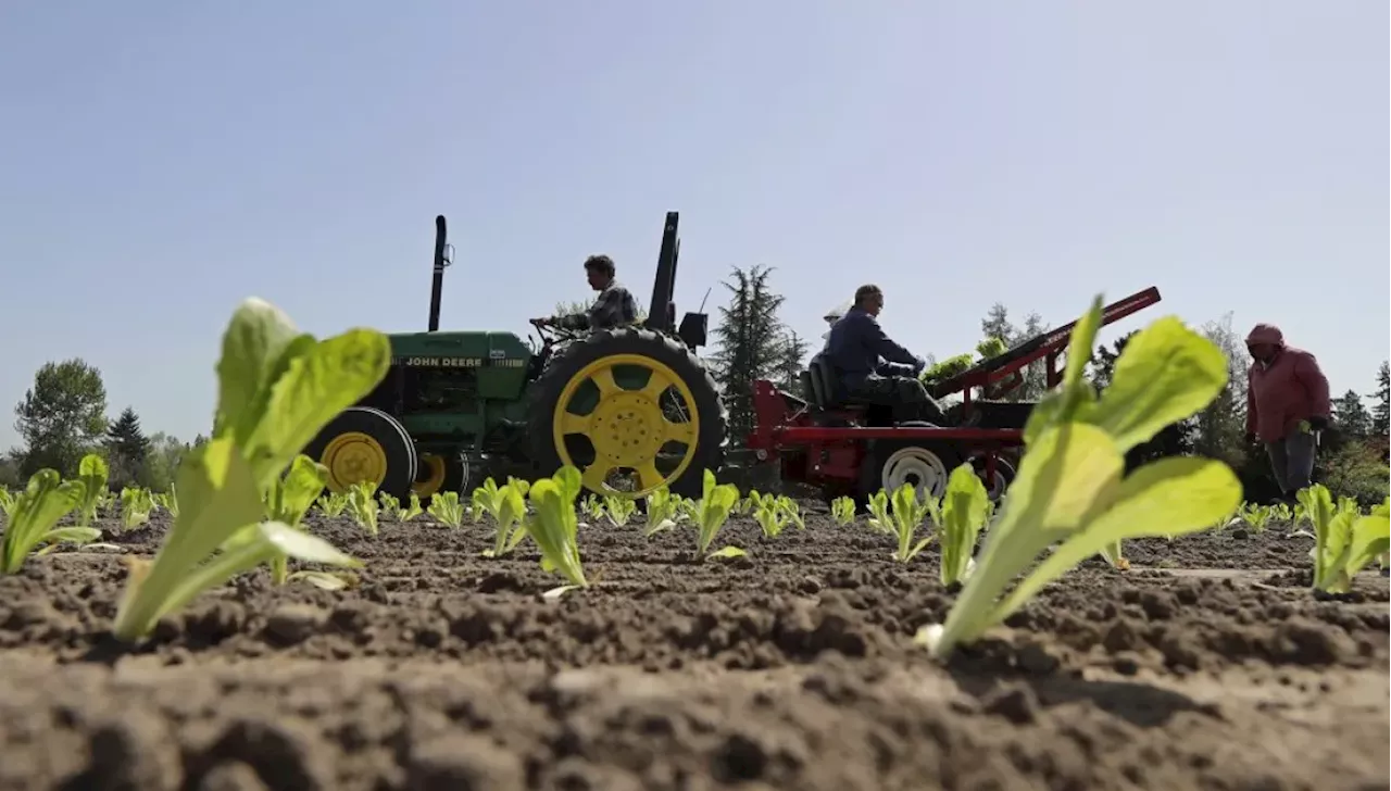 FDA Retracts Taylor Farms Lettuce Link as Cyclospora Outbreak Surges