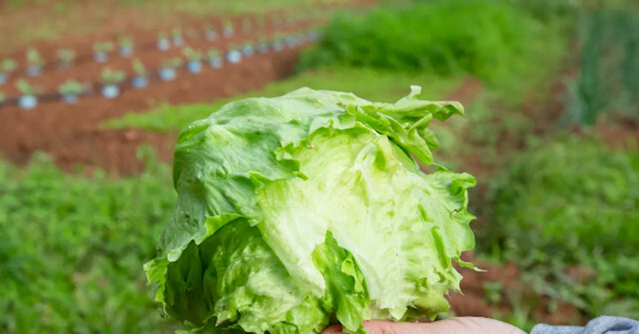 FDA Retraction Leaves 1,600 Cyclospora Victims Without a Known Source