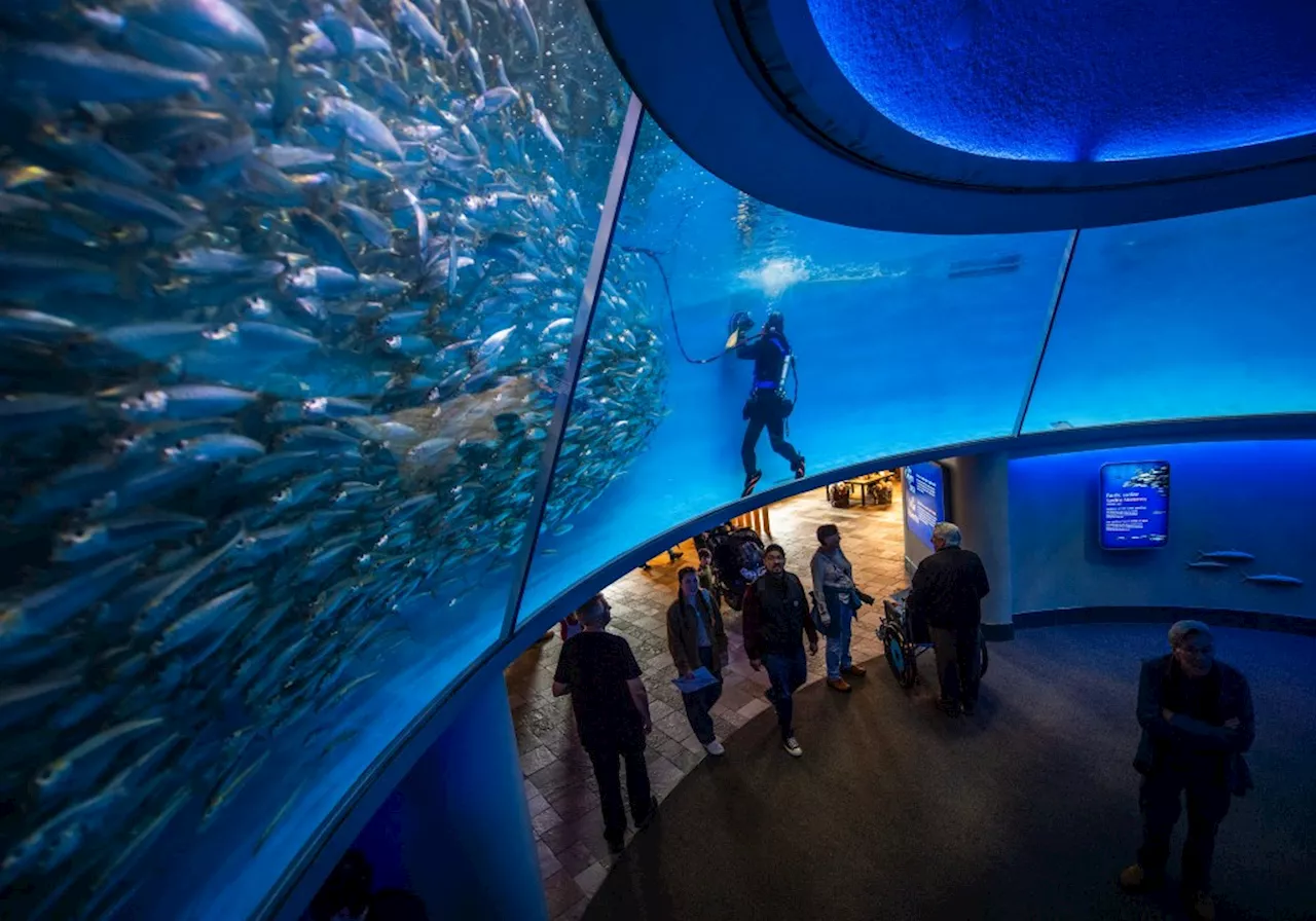 Beyond the Glass: Decoding the Monterey Bay Aquarium Experience
