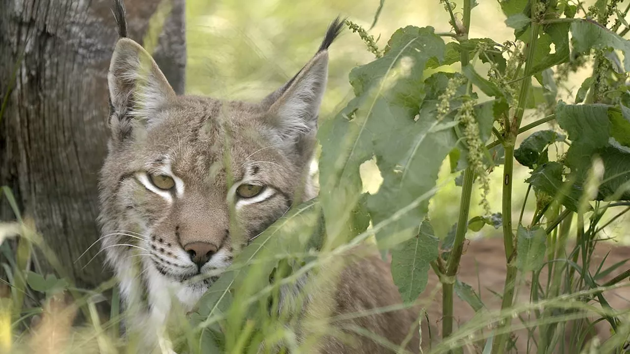 Beyond the Cage: The Growing Crisis of Private Wild Animal Ownership in the UK