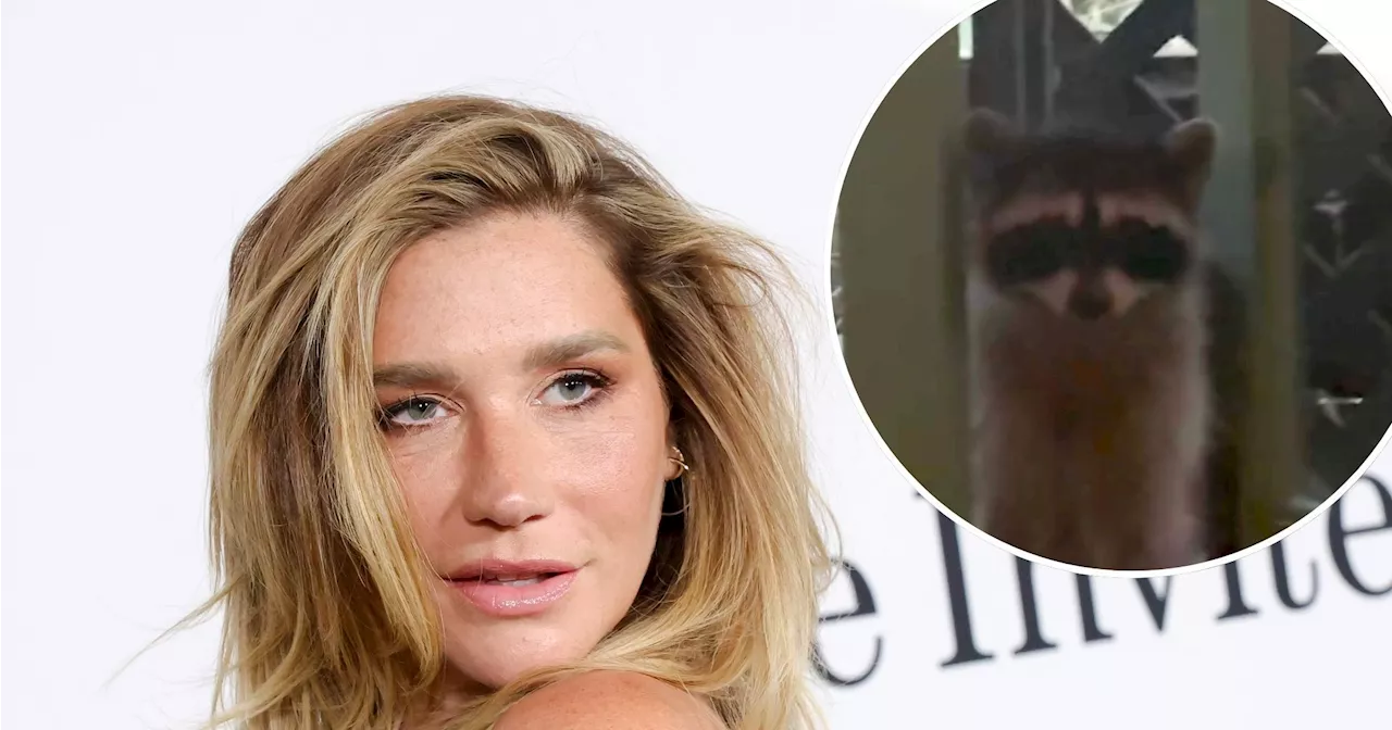 Kesha's Domestic Defeat: When a Feral Raccoon Outmaneuvered a Pop Star