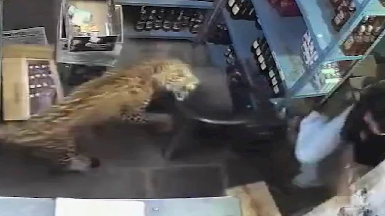 Chaos in Rajasthan: The Five-Hour Standoff with a Trapped Leopard