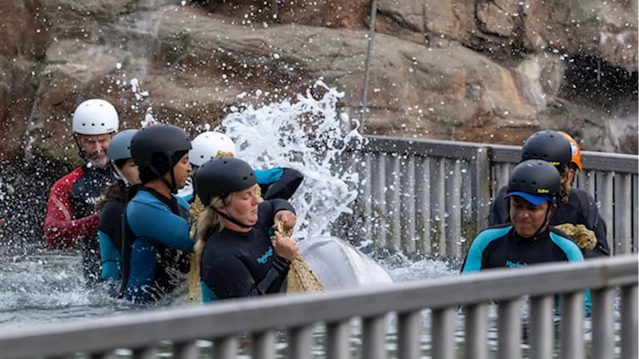 The Beluga Exodus: Marineland Begins Massive Relocation to U.S. Facilities