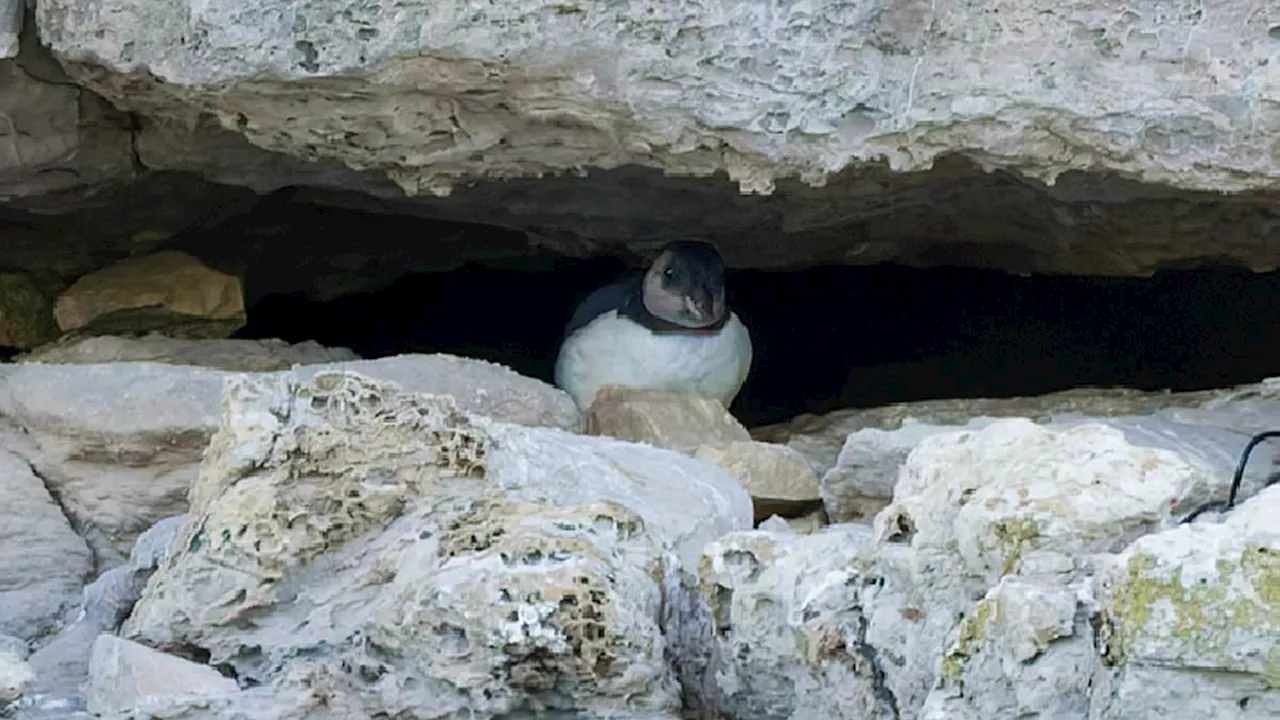 A Rare Spark of Hope: First Puffin Chick in 30 Years Spotted in Dorset