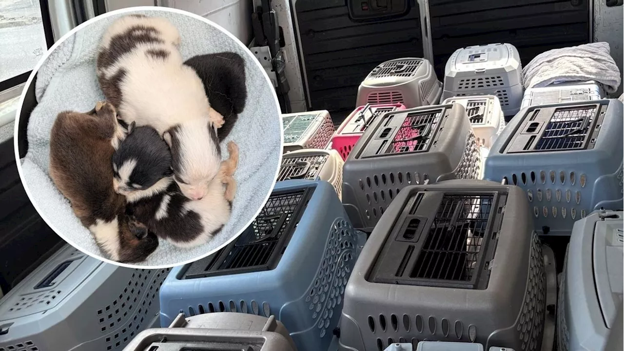 York County's Animal Hoarding Crisis: A Seven-Year High