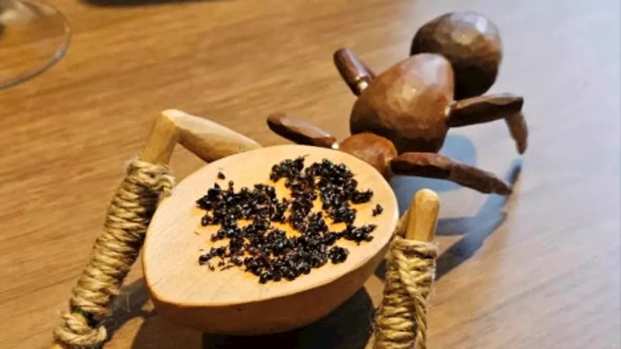 Ants in the Fine Dining Machine: Chef Joseph Lidgerwood's Legal Battle in Seoul