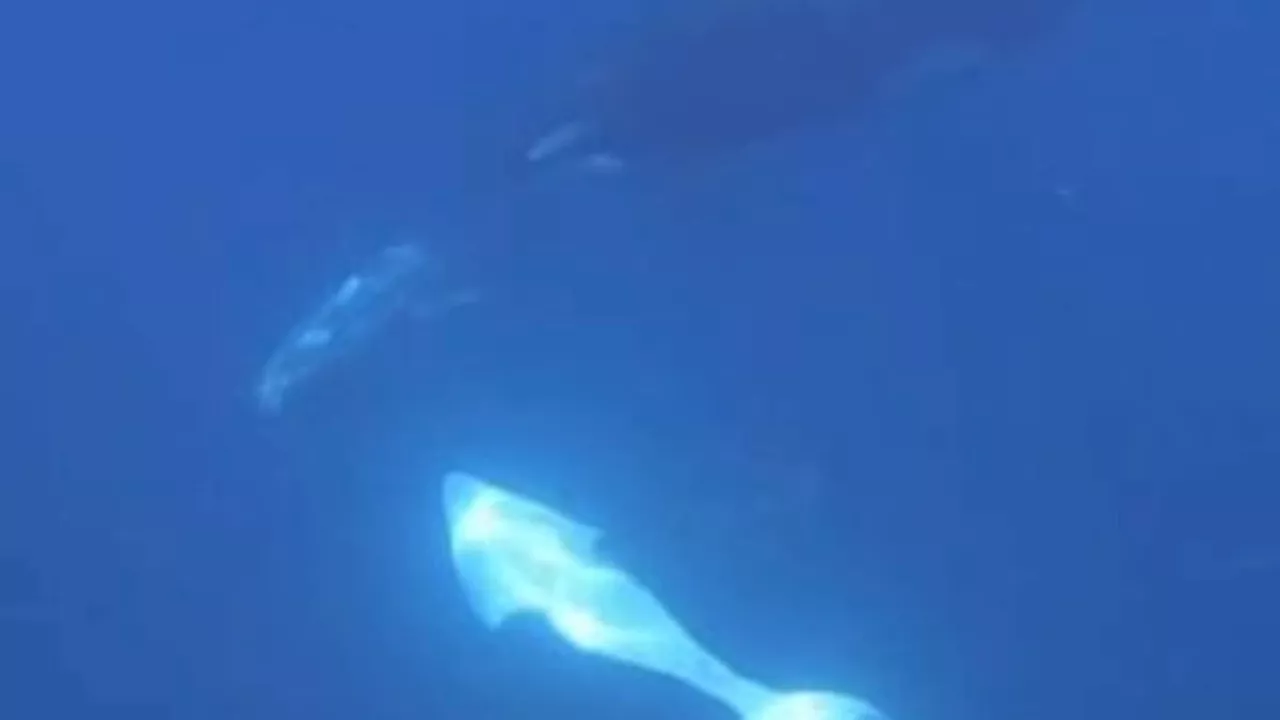 Beyond the Kill: Why Orcas are Exploding Sunfish in the Gulf of California