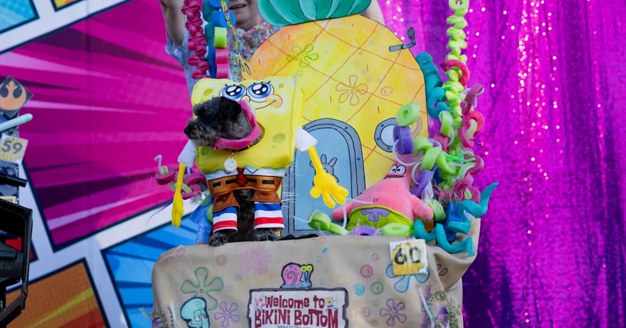 Paws and Props: PAWmicon 2026 Sets the Stage for San Diego Comic-Con