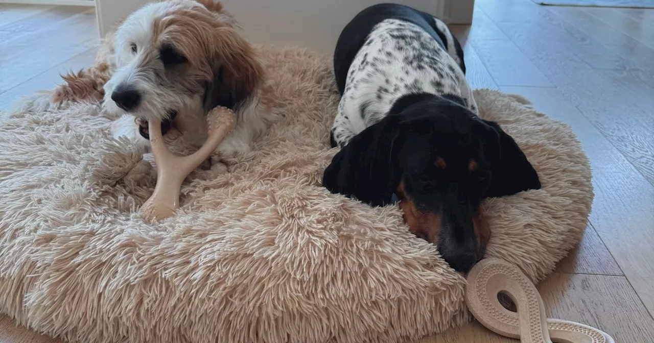 The Sustainable Shift: Why Pet Owners are Trading Plastic Squeakers for Cellulose and Wool