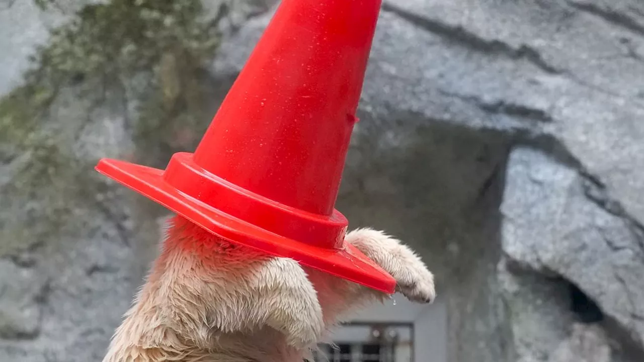 Cone-Head Cub: Little Momota’s Playful Takeover of Oga Aquarium
