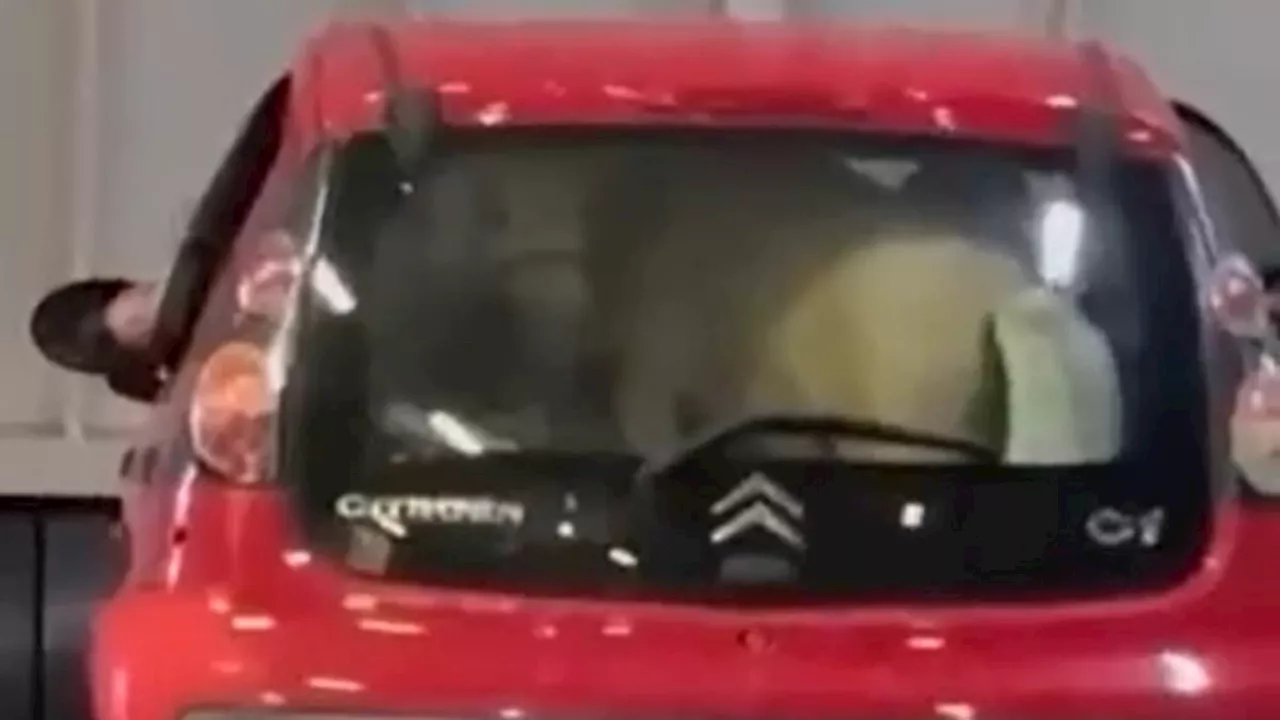 Pony in a Tiny Citroën: Outrage Over Ischia Ferry Crossing