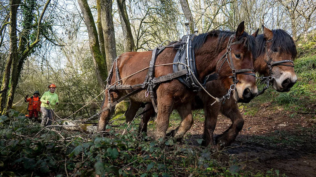 The Panda vs. The Shire Horse: Why We Are Losing a Vital Working Legacy