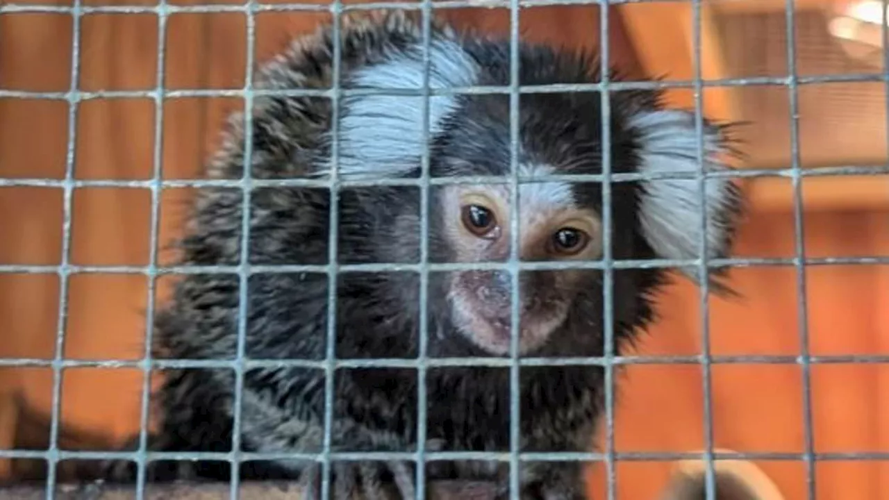 The £3,000 Hunt for the London Bus Marmoset Abandoner