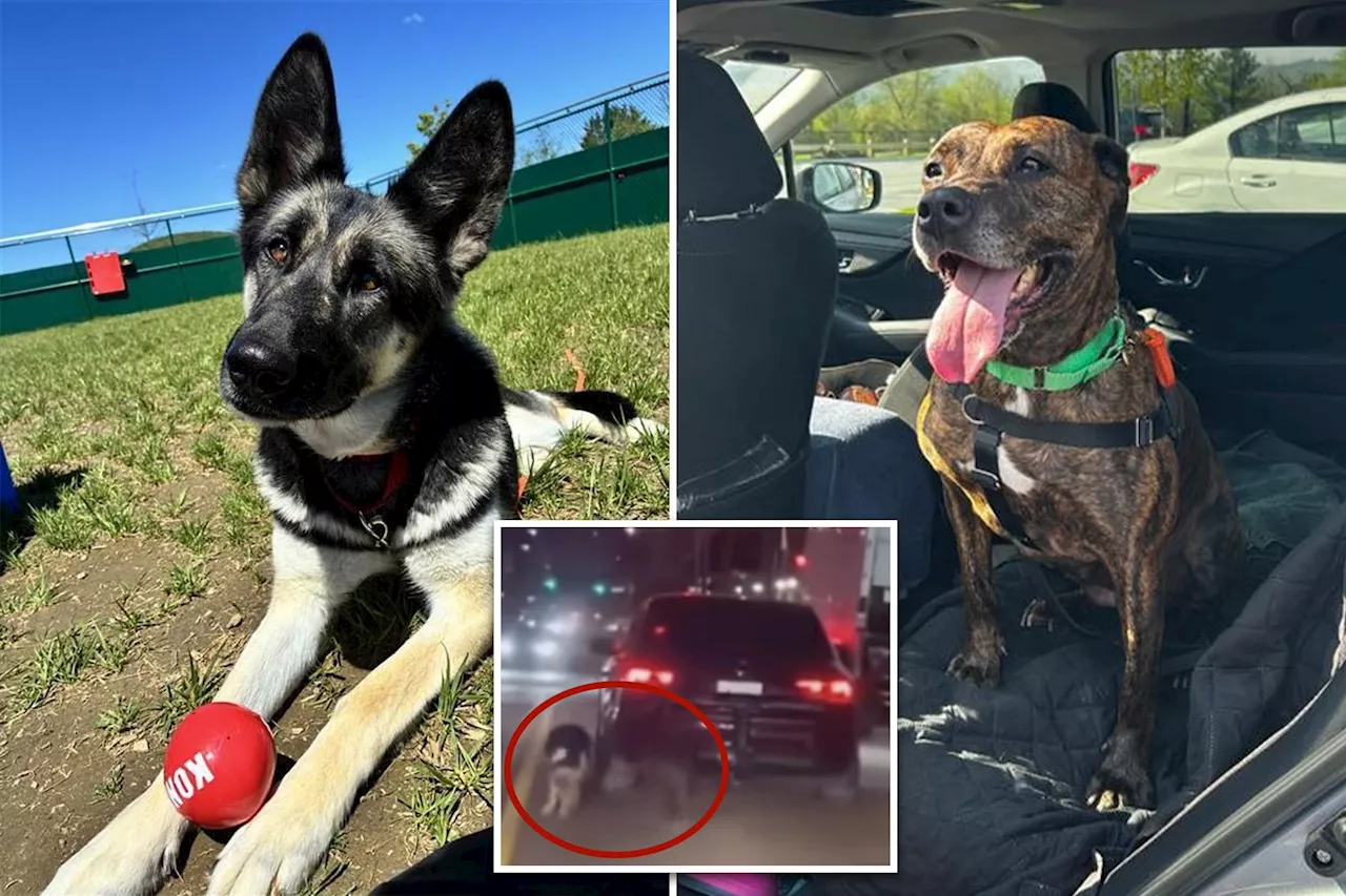 From Trauma to Adoption: The Resilience of Marley and Miss Noogie