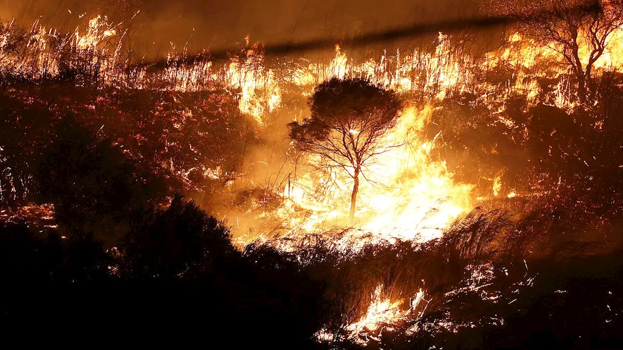 The Cruel Mechanics of Calabria's Wildfire Crisis: Cats as Fire-Starters