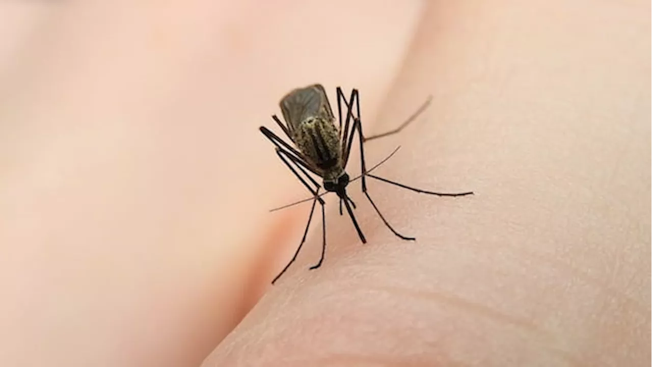 Calgary's Early West Nile Warning: Why This Summer's Wet Start Changes the Risk