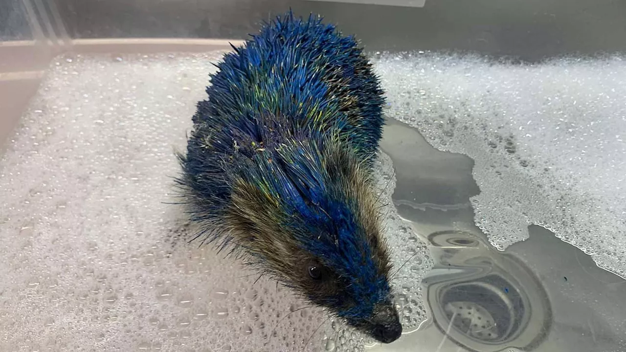 Cruelty in the Name of Sport: The Tragic Death of Honey the Hedgehog