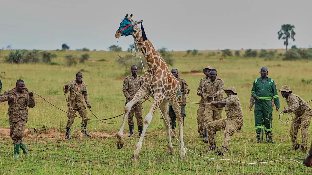 Uganda's High-Stakes Gamble to Save the Nubian Giraffe