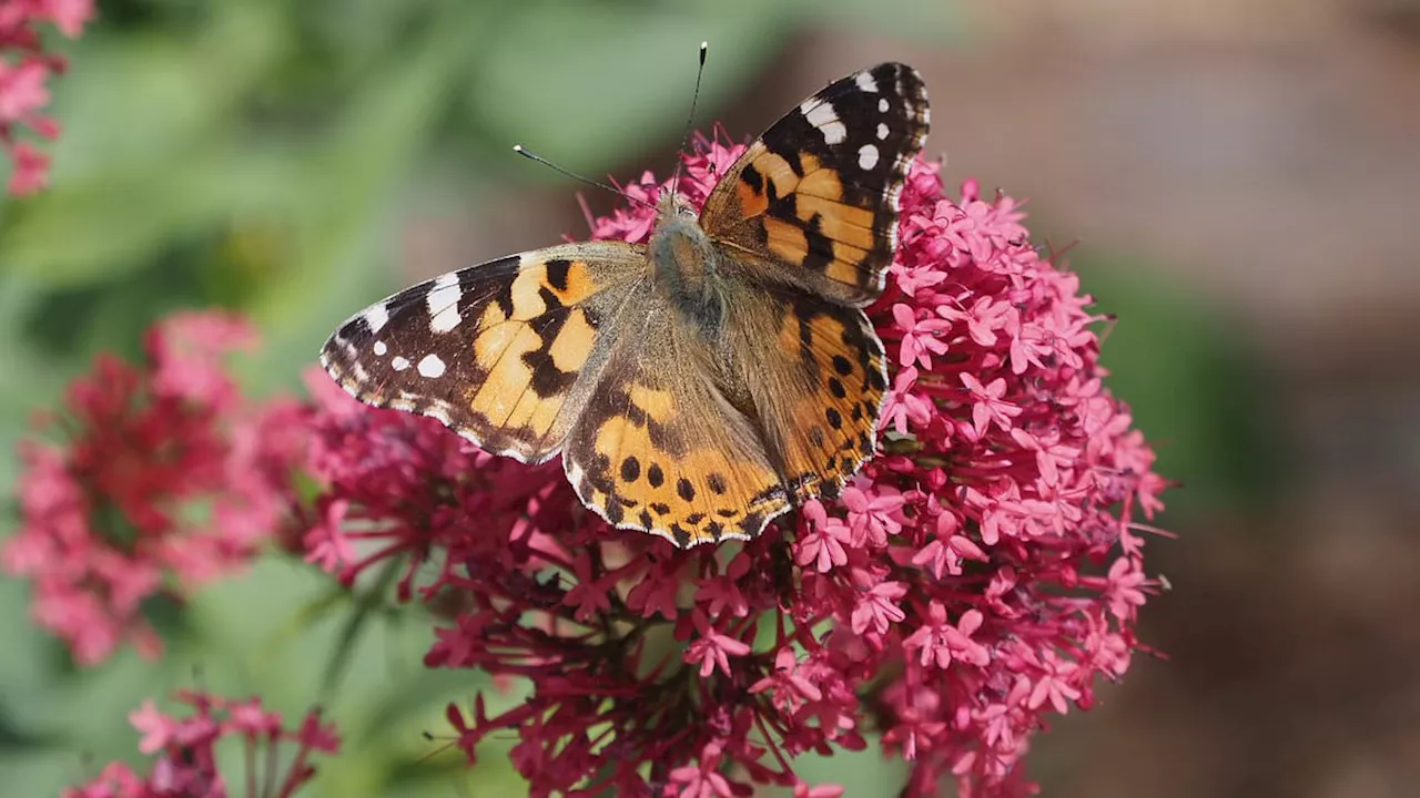 The Great Painted Lady Invasion: Millions of Butterflies Descend on the UK