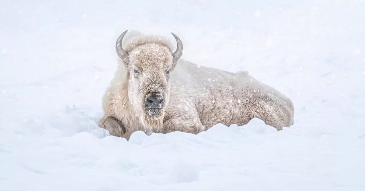 A Loss for Winnipeg: 21-Year-Old Bison Blizzard Passes Away