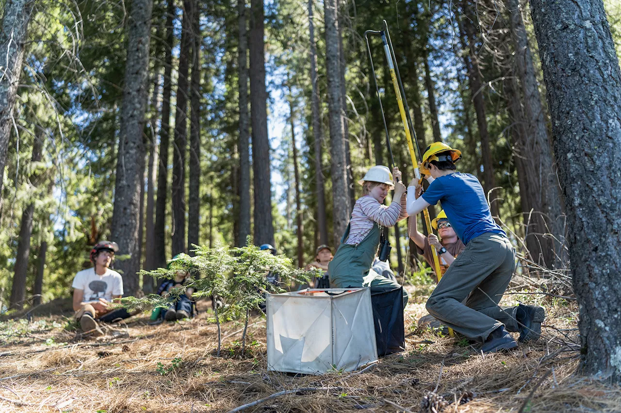 The 300% Seed Gap: Why California's Forests Are Vanishing Faster Than They Can Be Replanted