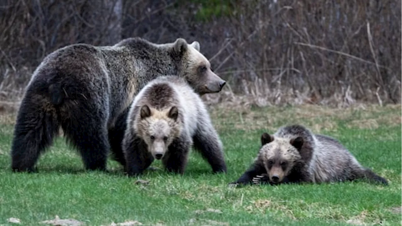 Viral Banff Bear Encounter Leads to Heavy Fines for Off-Leash Hikers