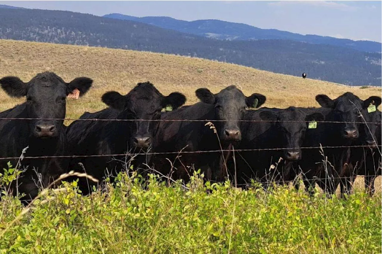 Drought Crisis in BC: Salmon River Farmers Fight to Save Crops and Fish