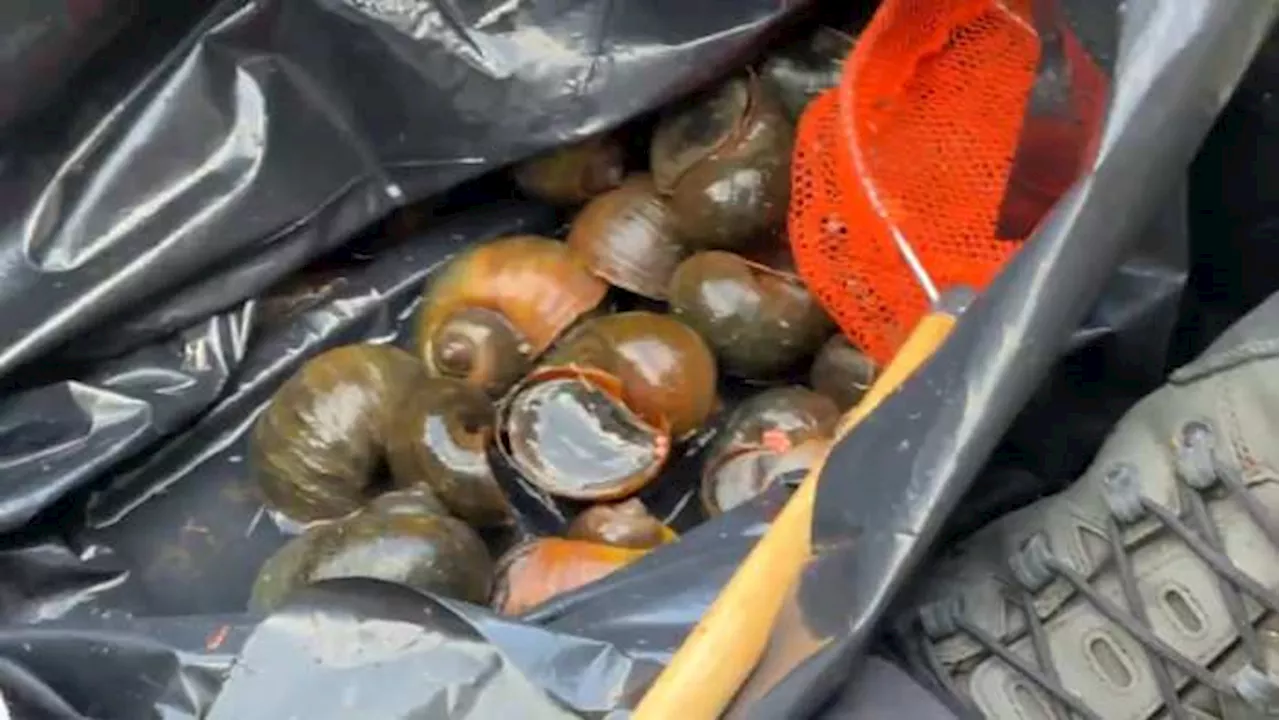 Pink Bubble Gum and Biological Warfare: The Fight for the San Antonio River