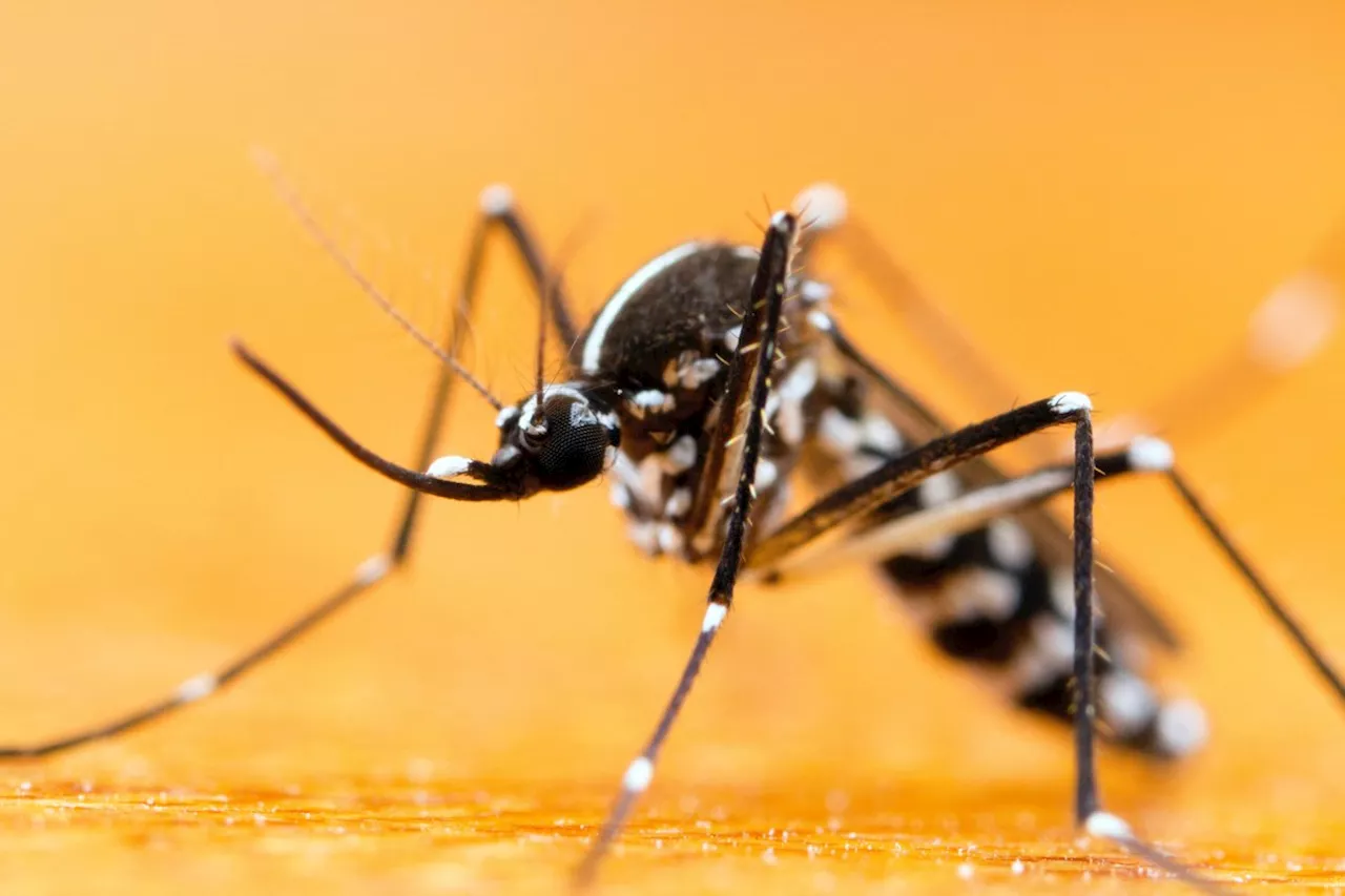Ontario’s Student-Led Defense Against Invasive Tiger Mosquitoes