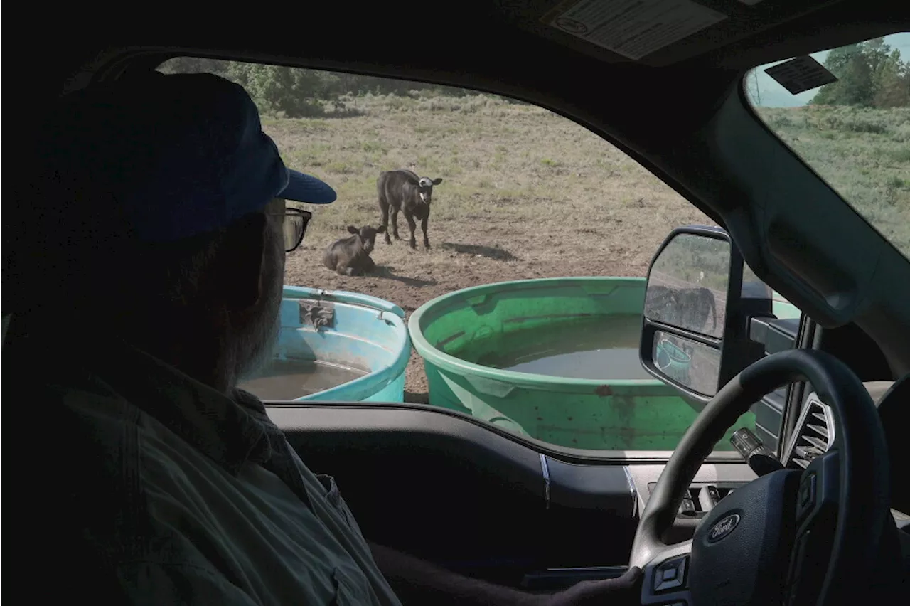 Thirst in the Rockies: The Grueling New Reality for Colorado Ranchers