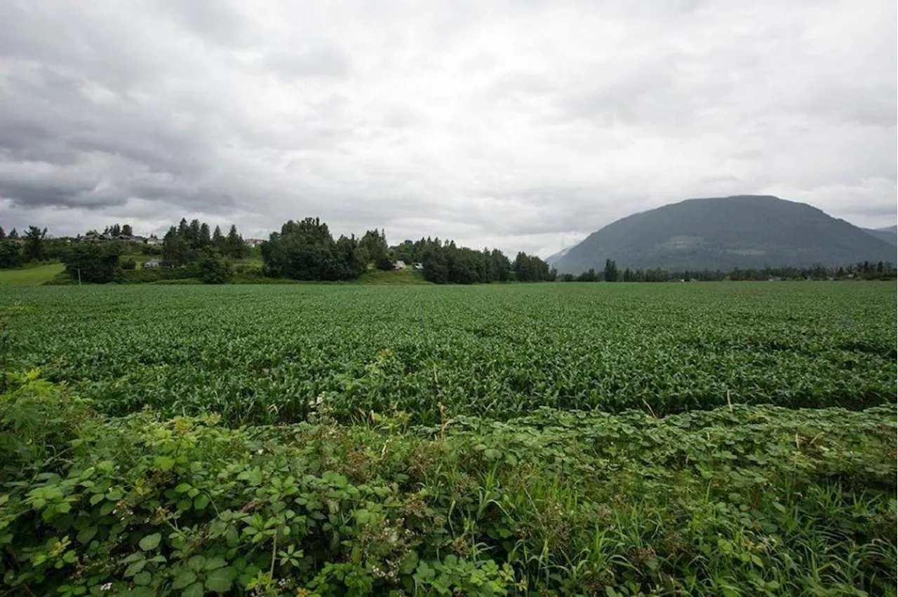 BC's Gamble on the ALR: Trading Soil for Processing Power