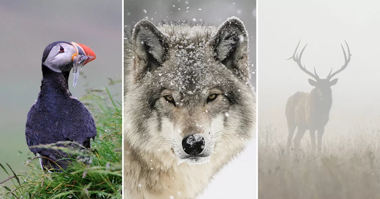 Beyond the Blue Sky: Why Stormy Weather Defines Great Wildlife Photography