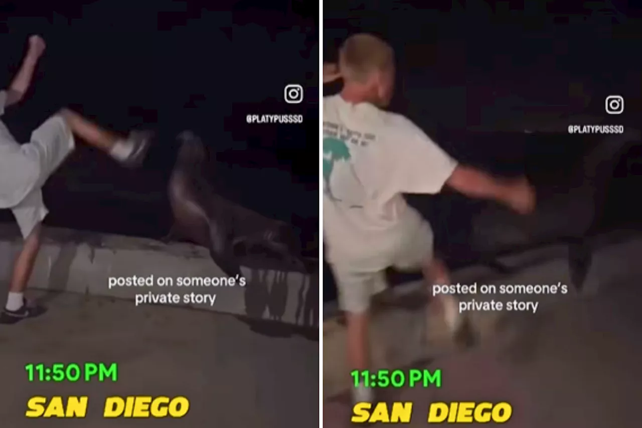 Law vs. Leisure: The Federal Probe Into La Jolla Cove Sea Lion Abuse