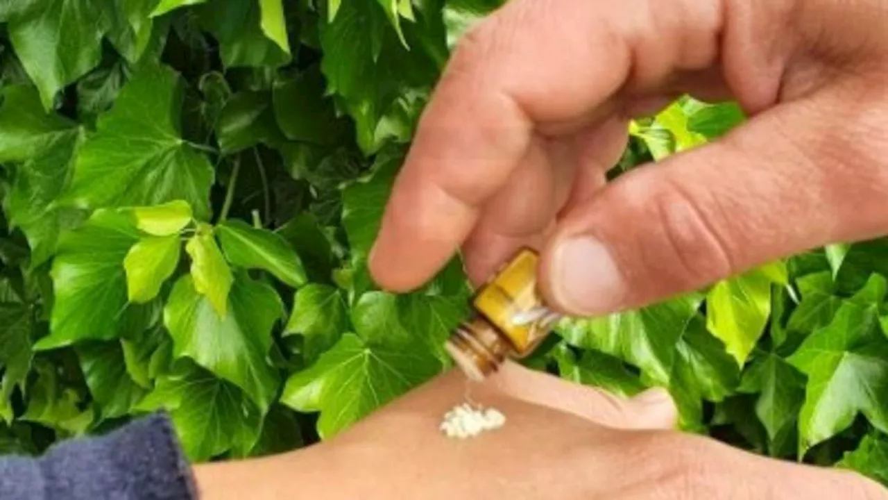 Caffeine Through the Nose: The Dangerous Allure of Wildkraut's 'Energy Sniffs'