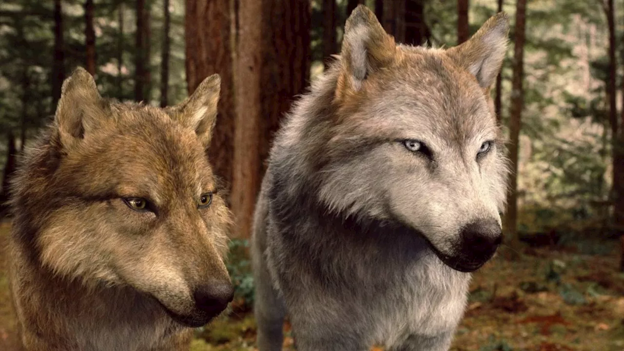 Beyond the Glitter: Why Breaking Dawn - Part 2 Still Commands a Streaming Audience