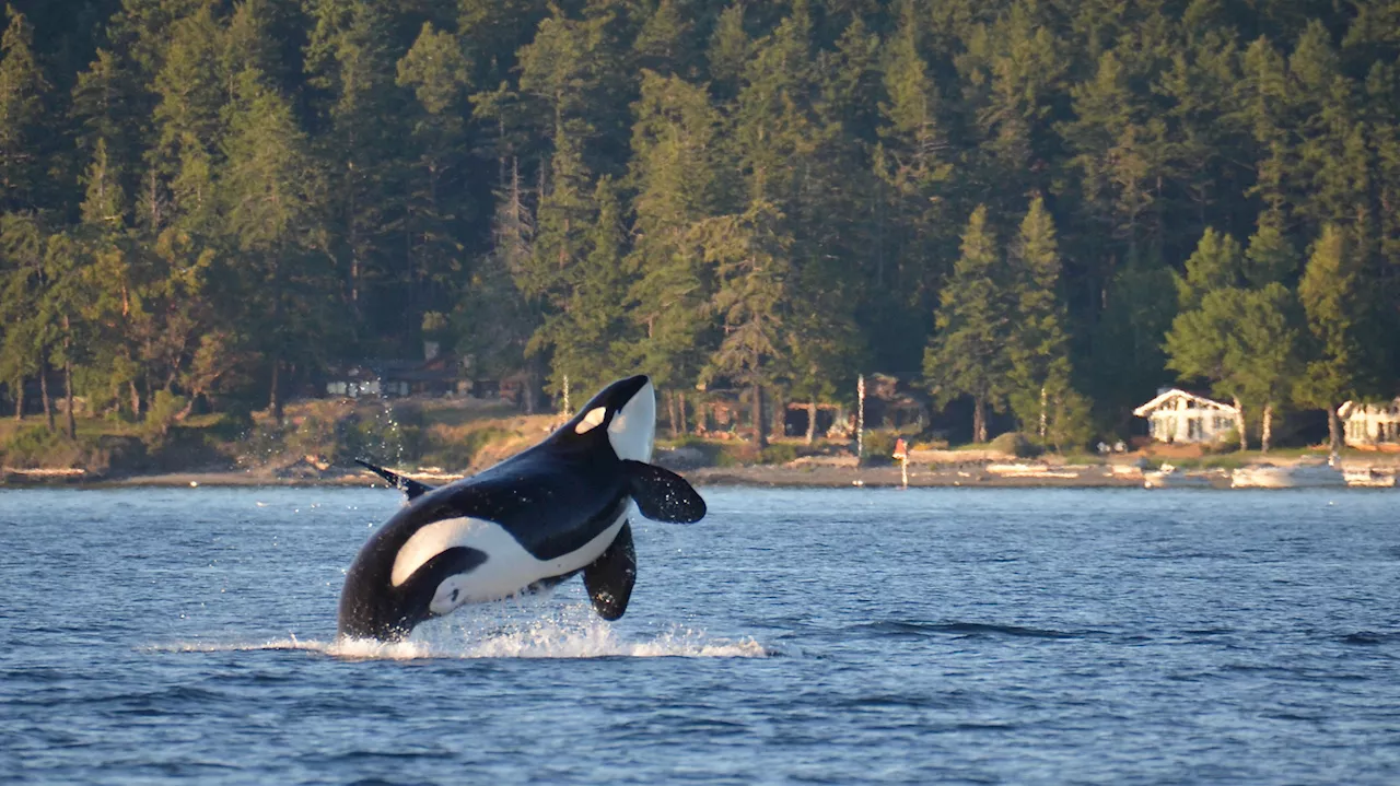 Turning Internet Cables into Orca Sentinels: The UW's Acoustic Experiment