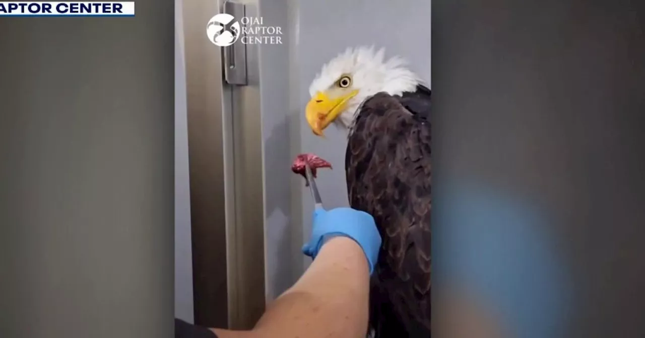 Big Bear Bald Eagle Jackie Rebounds in Care as Mystery Young Eagle Appears at Nest