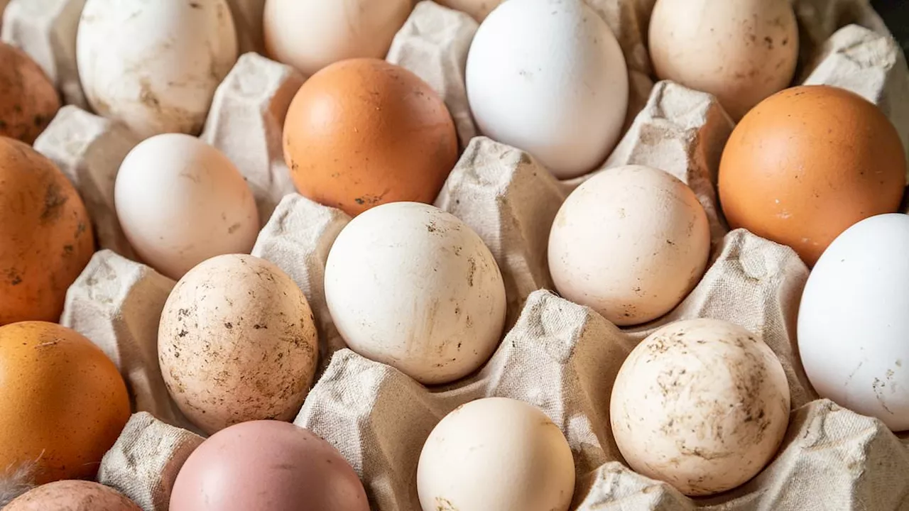 The Organic Egg Paradox: Why 'Eco-Friendly' Labels May Mask a Higher Carbon Cost