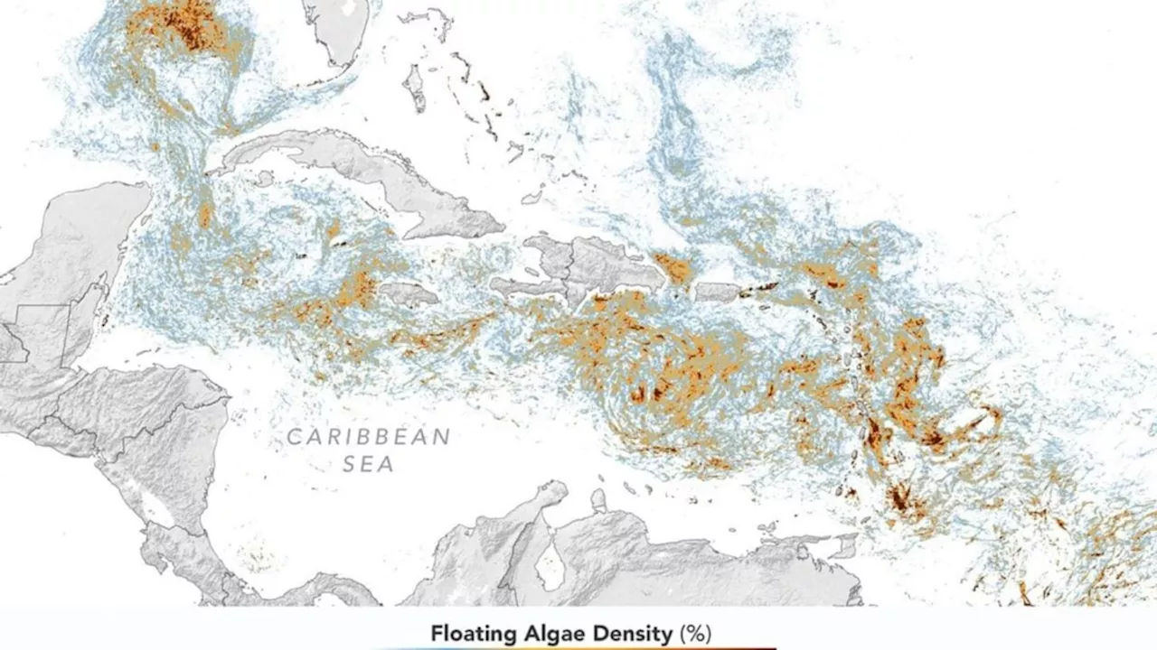 The Brown Tide: Sargassum's $2 Billion Grip on the Caribbean