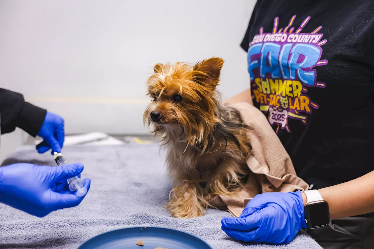 San Diego Humane Society Battles Shelter Surge After 50-Dog Surrender