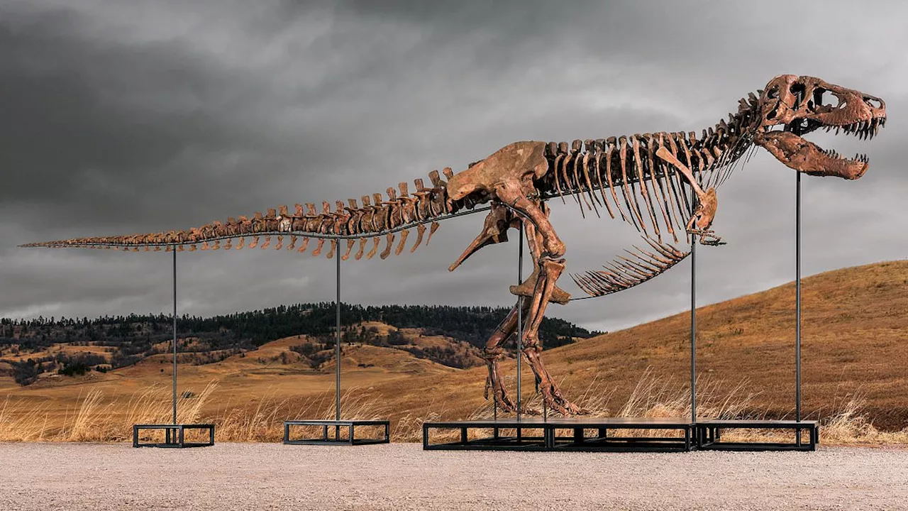 The £37 Million Dinosaur: Why 'Gus' the T. Rex is Moving from Museums to Mansions