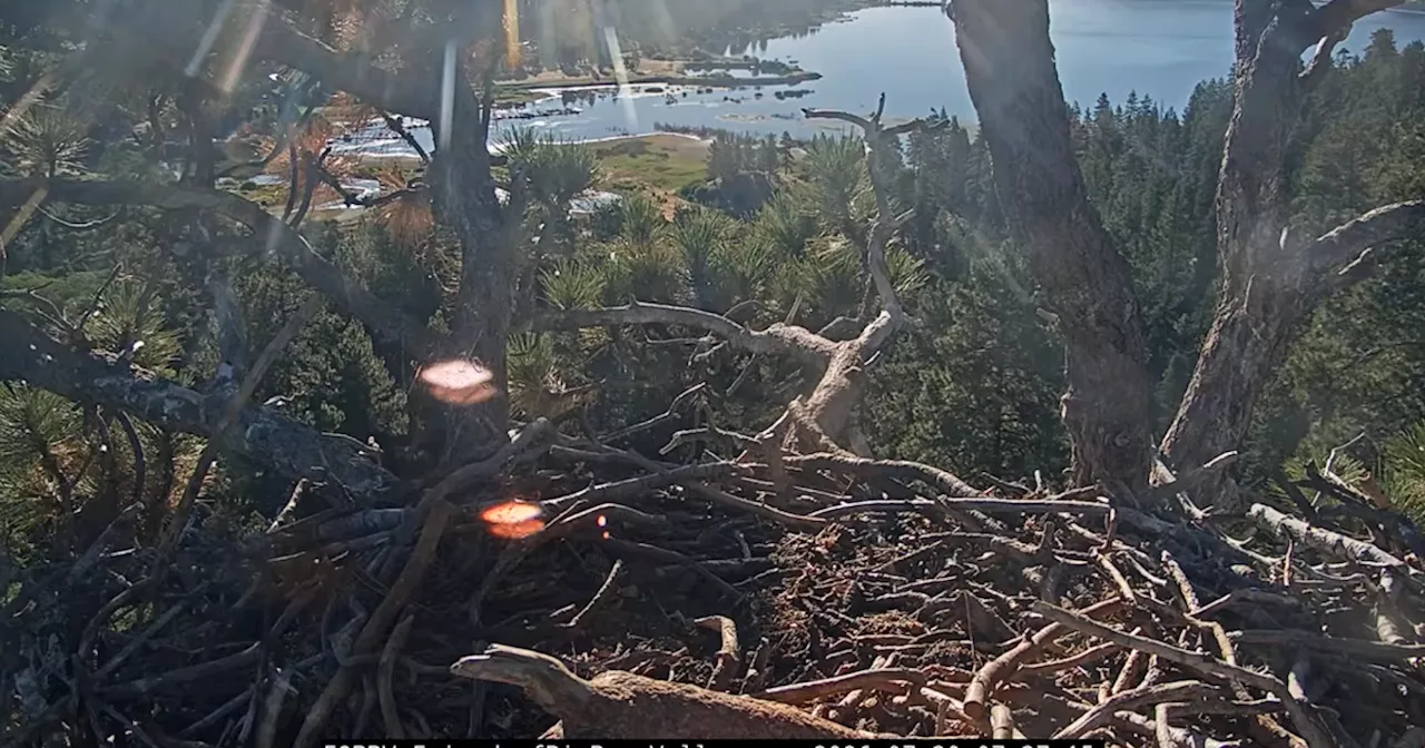 The $10 Million Shield for Big Bear's Iconic Bald Eagle Nest