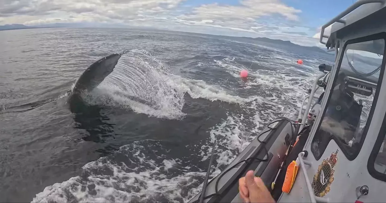 Double Rescue: Humpback Whales Freed from Deadly Gear off Vancouver Island