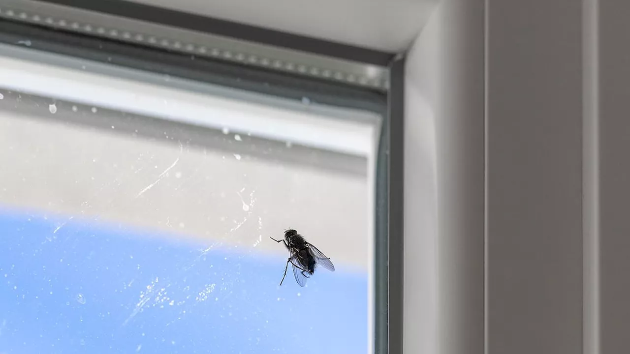 Britain's Missing Wasps: Why a Quiet Summer Could Trigger a Fly Plague