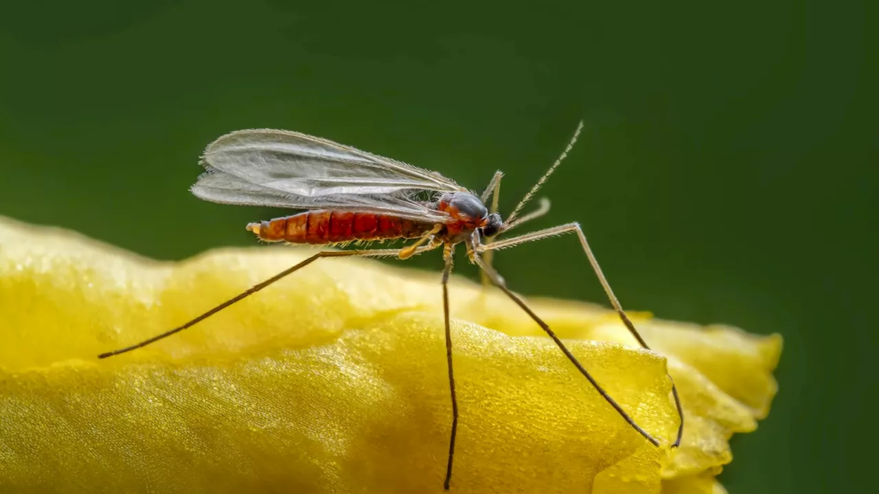 Tiny Insects Are Winning the War Against Florida's Melaleuca Invasion