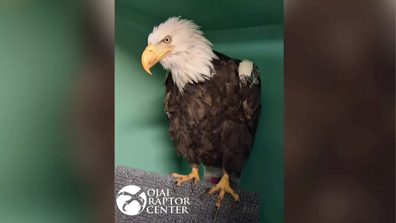 Fighting for Flight: The Complex Recovery of Big Bear's Jackie the Eagle